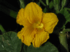Cucurbita maxima Bal kabagi; fleurs-M