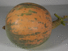 Cucurbita maxima Amerikanish pumpkin; fruits