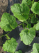 Cucurbita maxima Green hubbard; feuilles