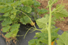 Cucurbita maxima Green hubbard; vrilles