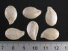 Cucurbita maxima Griborskay (Russe); graines