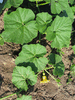 Cucurbita maxima Turtle; feuilles