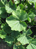 Cucurbita maxima Hokkhaido vert; feuilles