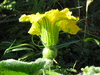 Cucurbita maxima Peruaanse; fleurs-F