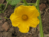 Cucurbita maxima Golden pumpkin; fleurs-F