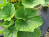 Cucurbita maxima F1 Speckled Hound; feuilles