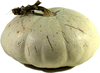 Cucurbita maxima Flat white boer mini; fruits