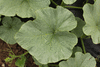 Cucurbita maxima Selyem; feuilles