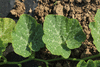 Cucurbita maxima Candy roaster; feuilles