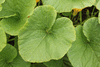 Cucurbita maxima Durmitor; feuilles