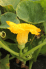 Cucurbita maxima Turbino; fleurs-F
