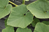 Cucurbita maxima Turbino; feuilles