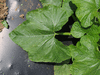 Cucurbita pepo Table queen; feuilles