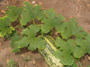 Cucurbita pepo Citrouille de Touraine; feuilles