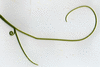 Cucurbita pepo Citrouille de Touraine; vrilles