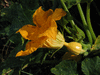 Cucurbita pepo Table gold; fleurs-F