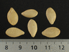 Cucurbita pepo Table gold; graines
