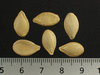Cucurbita pepo Yugoslavian fingers; graines