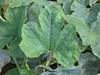 Cucurbita pepo Baby bear; feuilles