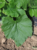 Cucurbita pepo F1 Aspen; feuilles