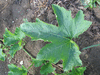 Cucurbita pepo Winter luxury; feuilles