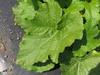 Cucurbita pepo F1 Longface; feuilles