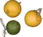 Cucurbita pepo Pomme d'or; fruits
