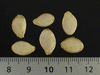 Cucurbita pepo Pomme d'or; graines