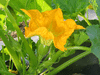 Cucurbita pepo Mother Lode; fleurs-F