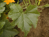 Cucurbita pepo Sweet potato delicata; feuilles
