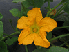 Cucurbita pepo Courge de Bresse jaune; fleurs-M