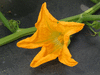 Cucurbita pepo Courge de Bresse jaune; fleurs-F