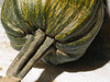Cucurbita pepo Courge de Bresse jaune; pedoncules