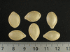 Cucurbita pepo Courge de Bresse jaune; graines