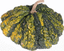Cucurbita pepo Pâtisson verruqueux panaché; fruits