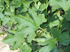 Cucurbita pepo Pâtisson verruqueux panaché; feuilles