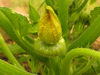 Cucurbita pepo Green patty (vert pale de Bennings); fleurs-F