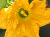 Cucurbita pepo Green patty (vert pale de Bennings); fleurs-M