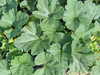 Cucurbita pepo Green patty (vert pale de Bennings); feuilles