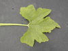 Cucurbita pepo F1 Pâtisson summer satellit; feuilles