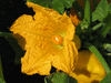 Cucurbita pepo F1 Pâtisson jaune sunburst; fleurs-F