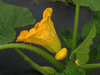 Cucurbita pepo F1 Pâtisson jaune sunburst; fleurs-F