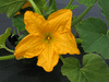 Cucurbita pepo F1 Pâtisson jaune sunburst; fleurs-M