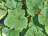 Cucurbita pepo F1 Pâtisson jaune sunburst; feuilles