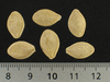 Cucurbita pepo F1 Pâtisson jaune sunburst; graines