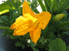 Cucurbita pepo Flying saucer; fleurs-M