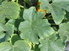 Cucurbita pepo Flying saucer; feuilles