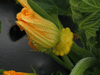Cucurbita pepo Pâtisson orange; fleurs-F