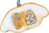 Cucurbita pepo Pâtisson orange; coupes