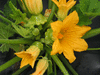 Cucurbita pepo Pâtisson jaune panaché vert; fleurs-F